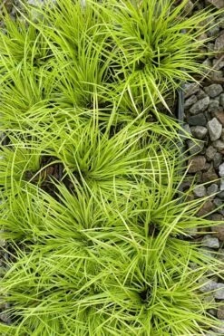 Dwarf Golden Sweet Flag (Acorus Gramineus 'Minimus Aureus') - 5 Pack Of Quart Pots 13 Dwarf Golden Sweet Flag (Acorus Gramineus 'Minimus Aureus') - 5 Pack Of Quart Pots -Plant Serie Store acorus gramineus minnimus aurea dwarf golden sweet flag 105