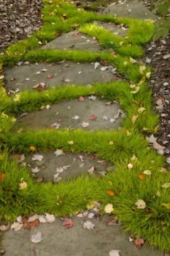 Dwarf Golden Sweet Flag (Acorus Gramineus 'Minimus Aureus') - 5 Pack Of Quart Pots 12 Dwarf Golden Sweet Flag (Acorus Gramineus 'Minimus Aureus') - 5 Pack Of Quart Pots -Plant Serie Store acorus gramineus minnimus aurea dwarf golden sweet flag 106