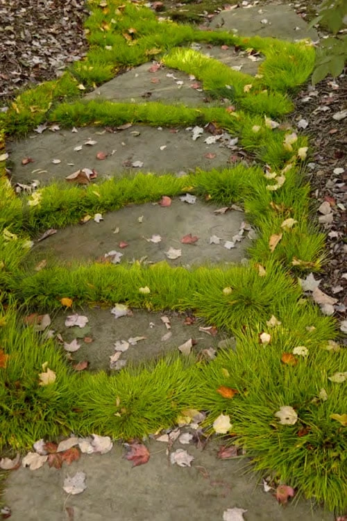 Dwarf Golden Sweet Flag (Acorus Gramineus 'Minimus Aureus') - 5 Pack Of Quart Pots 7 Dwarf Golden Sweet Flag (Acorus Gramineus 'Minimus Aureus') - 5 Pack Of Quart Pots - Image 5