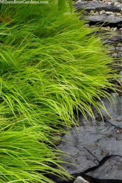 Dwarf Golden Sweet Flag (Acorus Gramineus 'Minimus Aureus') - 5 Pack Of Quart Pots