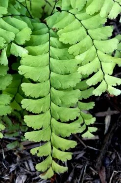 Northern Maidenhair Fern (Adiantum Pedatum) - 1 Gallon Pot -Plant Serie Store adiantum pedatum northern maidenhair fern 2