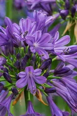 Purple Delight Agapanthus (Lily Of The Nile) - 2 Gallon Pot -Plant Serie Store agapanthus purple delight 2