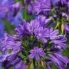 Purple Delight Agapanthus (Lily Of The Nile) - 2 Gallon Pot -Plant Serie Store agapanthus purple delight 3