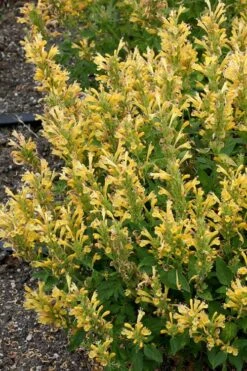 Poquito Butter Yellow Agastache (Hummingbird Mint) - 5 Pack Of Quart Pots -Plant Serie Store agastache poquito butter yellow hummingbird mint 1