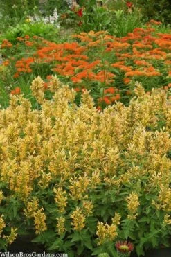 Poquito Butter Yellow Agastache (Hummingbird Mint) - 1 Gallon Pot 10 Poquito Butter Yellow Agastache (Hummingbird Mint) - 1 Gallon Pot -Plant Serie Store agastache poquito butter yellow hummingbird mint 2 1
