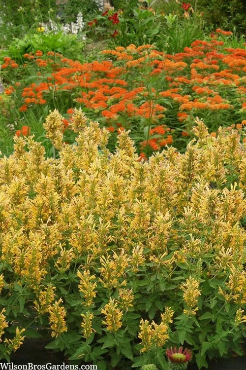 Poquito Butter Yellow Agastache (Hummingbird Mint) - 1 Gallon Pot 6 Poquito Butter Yellow Agastache (Hummingbird Mint) - 1 Gallon Pot - Image 4