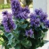 Poquito Dark Blue Agastache (Hummingbird Mint) - 1 Gallon Pot -Plant Serie Store agastache poquito dark blue 10