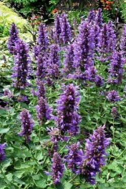 Poquito Dark Blue Agastache (Hummingbird Mint) - 1 Gallon Pot -Plant Serie Store agastache poquito dark blue 12