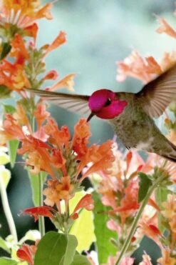Poquito Orange Agastache (Hummingbird Mint) - 5 Pack Of Quart Pots -Plant Serie Store agastache poquito orange 11