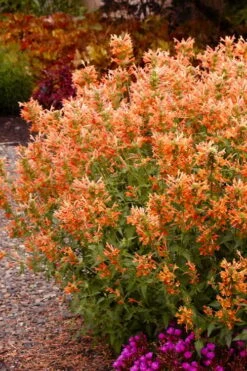 Poquito Orange Agastache (Hummingbird Mint) - 5 Pack Of Quart Pots -Plant Serie Store agastache poquito orange 12