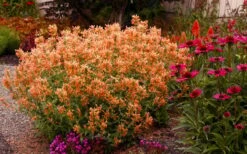Poquito Orange Agastache (Hummingbird Mint) - 5 Pack Of Quart Pots -Plant Serie Store agastache poquito orange 13