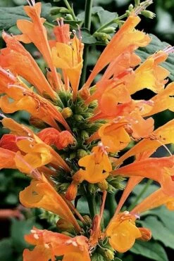 Poquito Orange Agastache (Hummingbird Mint) - 5 Pack Of Quart Pots -Plant Serie Store agastache poquito orange 14