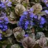 Bronze Beauty Ajuga - Bugleweed - 1 Gallon Pot -Plant Serie Store ajuga bronze beauty 28