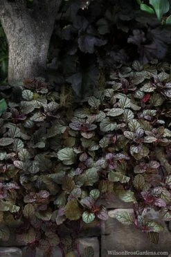 Bronze Beauty Ajuga - Bugleweed - 1 Gallon Pot -Plant Serie Store ajuga bronze beauty 30