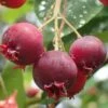 Shadblow Serviceberry Tree (Amelanchier Canadensis) - 5 Gallon Pot -Plant Serie Store amelanchier arborea shadblow serviceberry berries 2