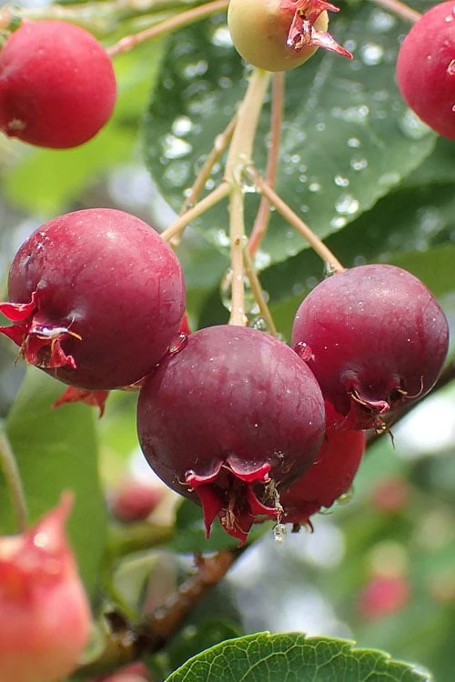 Shadblow Serviceberry Tree (Amelanchier Canadensis) - 5 Gallon Pot 3 Shadblow Serviceberry Tree (Amelanchier Canadensis) - 5 Gallon Pot