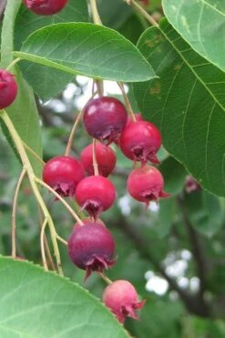 Shadblow Serviceberry Tree (Amelanchier Canadensis) - 5 Gallon Pot 17 Shadblow Serviceberry Tree (Amelanchier Canadensis) - 5 Gallon Pot -Plant Serie Store amelanchier arborea shadblow serviceberry berries 3