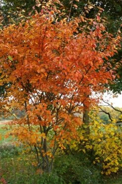 Shadblow Serviceberry Tree (Amelanchier Canadensis) - 5 Gallon Pot 15 Shadblow Serviceberry Tree (Amelanchier Canadensis) - 5 Gallon Pot -Plant Serie Store amelanchier arborea shadblow serviceberry fall foliage