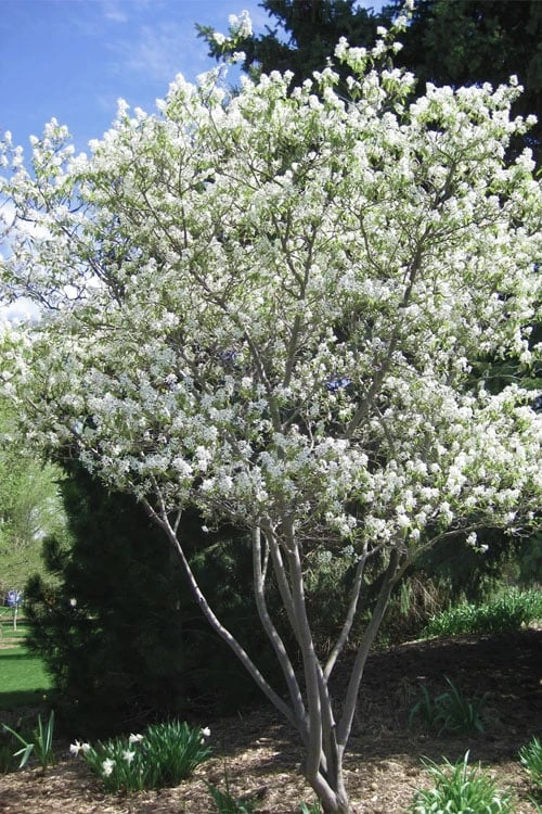 Shadblow Serviceberry Tree (Amelanchier Canadensis) - 5 Gallon Pot 6 Shadblow Serviceberry Tree (Amelanchier Canadensis) - 5 Gallon Pot - Image 4