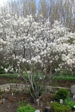 Shadblow Serviceberry Tree (Amelanchier Canadensis) - 5 Gallon Pot 19 Shadblow Serviceberry Tree (Amelanchier Canadensis) - 5 Gallon Pot -Plant Serie Store amelanchier arborea shadblow serviceberry tree 3