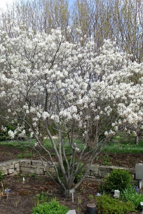 Shadblow Serviceberry Tree (Amelanchier Canadensis) - 5 Gallon Pot 11 Shadblow Serviceberry Tree (Amelanchier Canadensis) - 5 Gallon Pot - Image 9