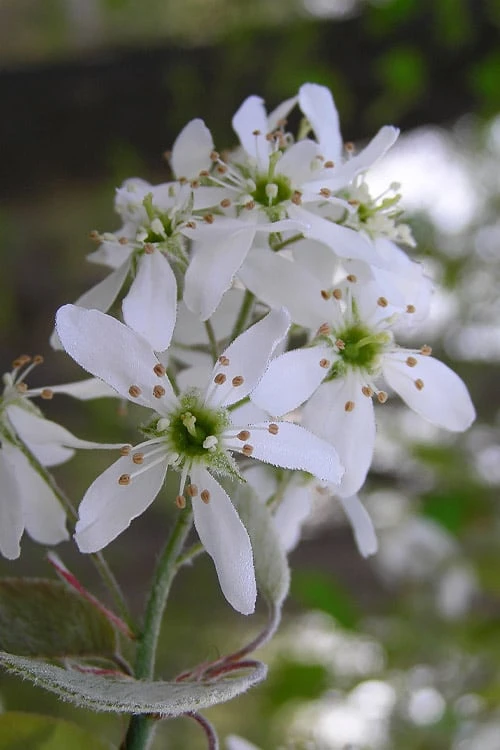 Autumn Brilliance Serviceberry Tree - 7 Gallon Pot (4-5') 7 Autumn Brilliance Serviceberry Tree - 7 Gallon Pot (4-5') - Image 5
