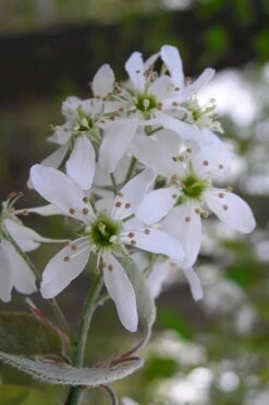 Autumn Brilliance Serviceberry Tree - 7 Gallon Pot (5-6') -Plant Serie Store amelanchier grandiflora autumn brilliance serviceberry 1