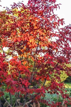 Autumn Brilliance Serviceberry Tree - 7 Gallon Pot (5-6') -Plant Serie Store amelanchier grandiflora autumn brilliance serviceberry 3