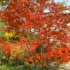 Autumn Brilliance Serviceberry Tree - 7 Gallon Pot (5-6') -Plant Serie Store amelanchier grandiflora autumn brilliance serviceberry 4