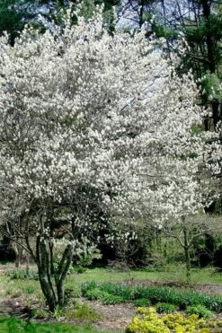 Autumn Brilliance Serviceberry Tree - 7 Gallon Pot (4-5') 18 Autumn Brilliance Serviceberry Tree - 7 Gallon Pot (4-5') -Plant Serie Store amelanchier grandiflora autumn brilliance serviceberry 5 1