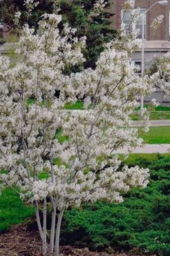 Autumn Brilliance Serviceberry Tree - 7 Gallon Pot (5-6') -Plant Serie Store amelanchier grandiflora autumn brilliance serviceberry 6