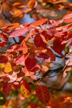 Autumn Brilliance Serviceberry Tree - 7 Gallon Pot (4-5') 17 Autumn Brilliance Serviceberry Tree - 7 Gallon Pot (4-5') -Plant Serie Store amelanchier grandiflora autumn brilliance serviceberry 9 1