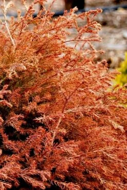 Fire Chief Arborvitae - 2 Gallon Pot -Plant Serie Store arborvitae fire chief 13