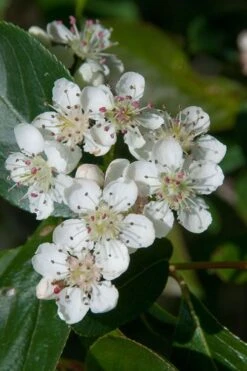 Red Chokeberry (Aronia Arbutifolia) - 1 Gallon Pot -Plant Serie Store aronia arbutifolia red chokeberry 1