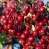 Red Chokeberry (Aronia Arbutifolia) - 1 Gallon Pot 2 Red Chokeberry (Aronia Arbutifolia) - 1 Gallon Pot -Plant Serie Store aronia arbutifolia red chokeberry 2