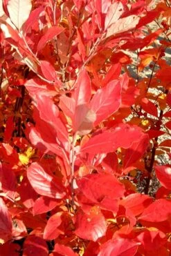 Red Chokeberry (Aronia Arbutifolia) - 1 Gallon Pot -Plant Serie Store aronia arbutifolia red chokeberry 3