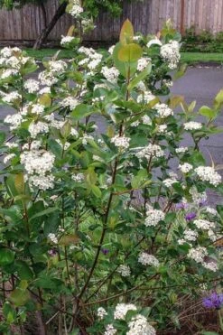 Red Chokeberry (Aronia Arbutifolia) - 1 Gallon Pot -Plant Serie Store aronia arbutifolia red chokeberry 4