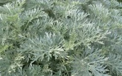 Powis Castle Artemisia - 1 Gallon Pot 15 Powis Castle Artemisia - 1 Gallon Pot -Plant Serie Store artemisia powis castle 1