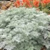 Powis Castle Artemisia - 1 Gallon Pot -Plant Serie Store artemisia powis castle 12