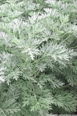 Powis Castle Artemisia - 1 Gallon Pot 13 Powis Castle Artemisia - 1 Gallon Pot -Plant Serie Store artemisia powis castle 14