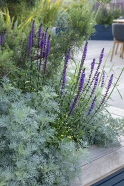 Powis Castle Artemisia - 1 Gallon Pot 17 Powis Castle Artemisia - 1 Gallon Pot -Plant Serie Store artemisia powis castle 4