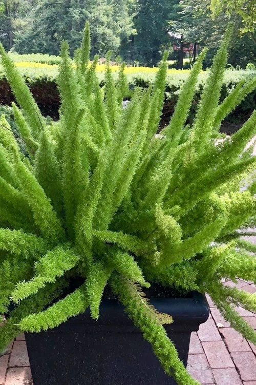 Foxtail Fern (Asparagus Densiflorus) - 1 Gallon Pot 9 Foxtail Fern (Asparagus Densiflorus) - 1 Gallon Pot - Image 7