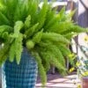 Foxtail Fern (Asparagus Densiflorus) - 1 Gallon Pot -Plant Serie Store asparagus aethiopicus foxtail fern 4