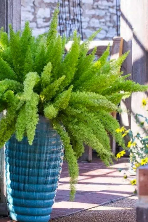 Foxtail Fern (Asparagus Densiflorus) - 1 Gallon Pot 3 Foxtail Fern (Asparagus Densiflorus) - 1 Gallon Pot