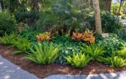 Foxtail Fern (Asparagus Densiflorus) - 1 Gallon Pot 13 Foxtail Fern (Asparagus Densiflorus) - 1 Gallon Pot -Plant Serie Store asparagus aethiopicus foxtail fern 5