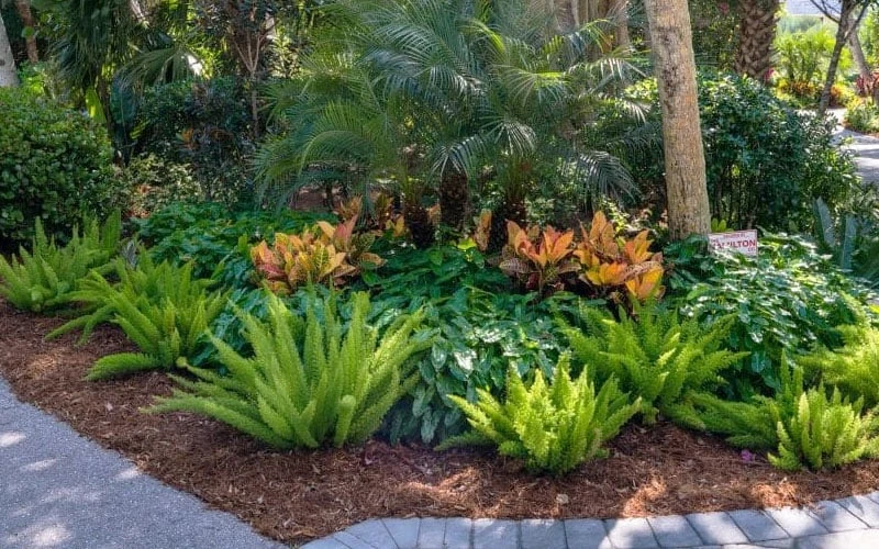 Foxtail Fern (Asparagus Densiflorus) - 1 Gallon Pot 6 Foxtail Fern (Asparagus Densiflorus) - 1 Gallon Pot - Image 4