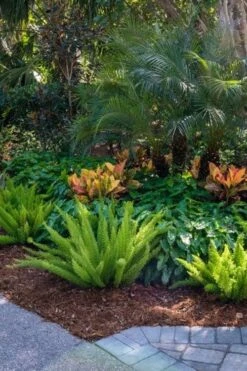 Foxtail Fern (Asparagus Densiflorus) - 1 Gallon Pot 15 Foxtail Fern (Asparagus Densiflorus) - 1 Gallon Pot -Plant Serie Store asparagus aethiopicus foxtail fern 6