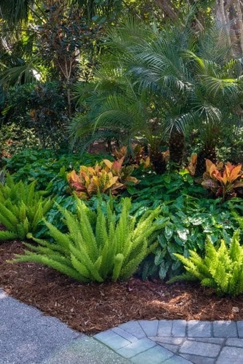 Foxtail Fern (Asparagus Densiflorus) - 1 Gallon Pot 8 Foxtail Fern (Asparagus Densiflorus) - 1 Gallon Pot - Image 6