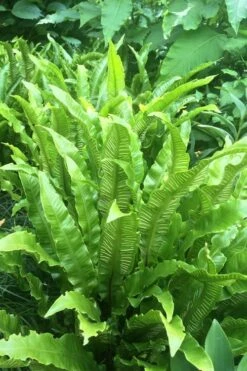 Hart's Tongue Fern (Asplenium Scolopendrium) - 1 Gallon Pot -Plant Serie Store asplenium scolopendrium harts tongue fern 3