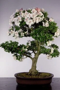 Joga Satsuki Azalea - 3 Gallon Pot -Plant Serie Store azalea